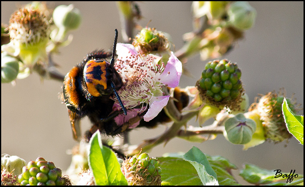 Megascolia maculata maculata - Lussino (Croazia)